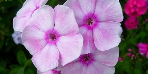 Phlox panicled tatyana: sadnja i njega